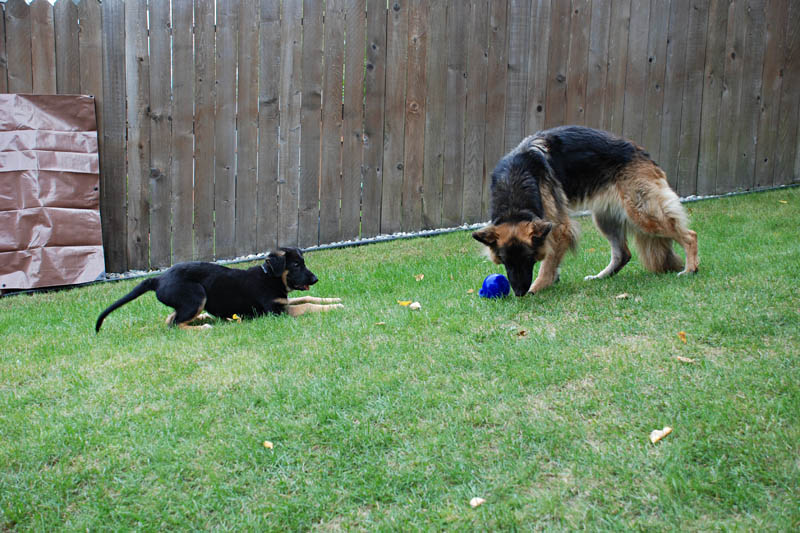 <h3>Piper & Madeline</h3>Piper and Madeline are playing with Piper's favorite ball. Madeline was our second plush coat shepherd. Madeline and our first shepherd Shelby used to pull me on my speed skate roller blades at about 30 mph.