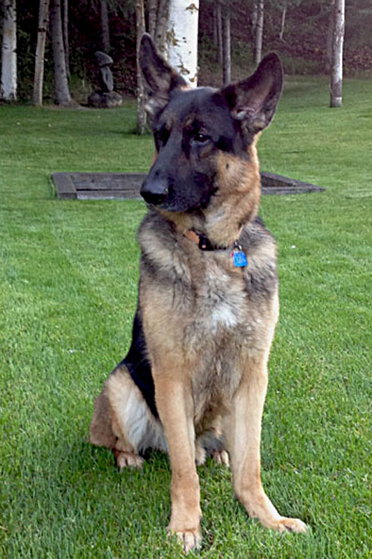 <h3>Piper</h3>Here is Piper in 2014 at the age of 7.