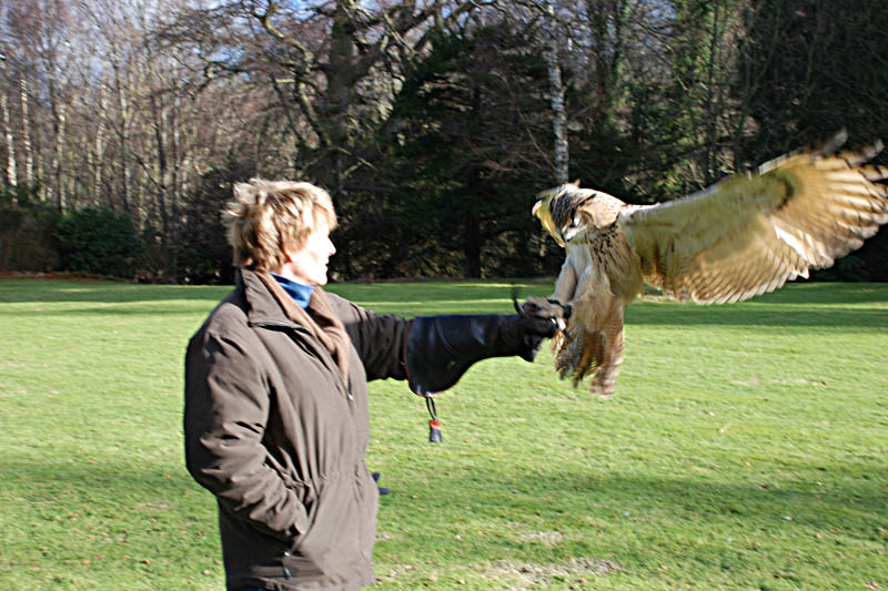 <h3>Falconry</h3>Shiloh can see objects a mile away clearly, but her close vision is very poor.