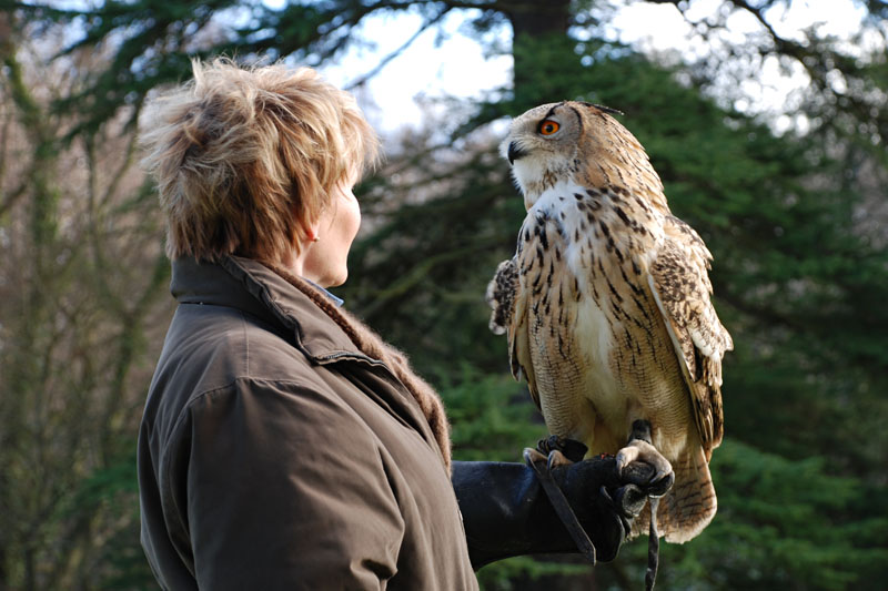 <h3>Falconry</h3>Shiloh is about 20 inches tall.